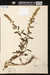 Solidago roanensis image