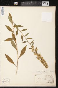 Solidago roanensis image