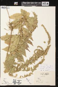 Solidago rugosa subsp. aspera image