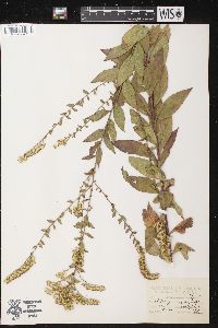 Solidago rugosa image