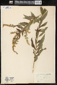 Solidago rugosa image