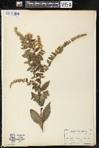 Solidago rugosa image