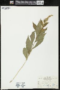 Solidago rugosa image