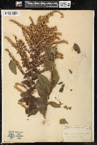 Solidago rugosa image