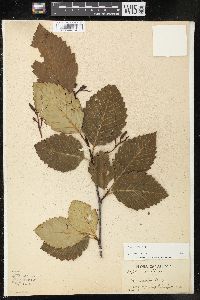 Alnus rubra image