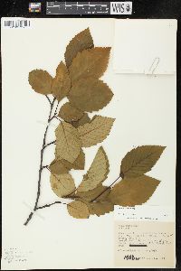 Alnus rubra image