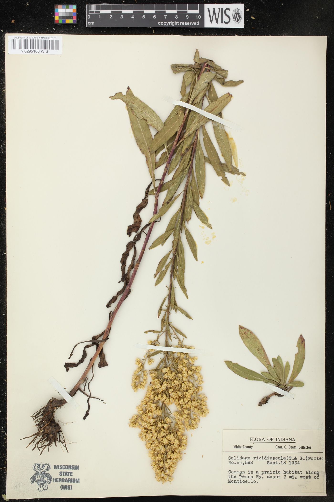 Solidago rigidiuscula image