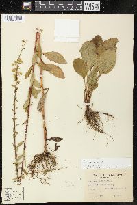 Solidago salicina image