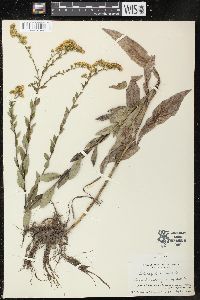 Solidago salicina image