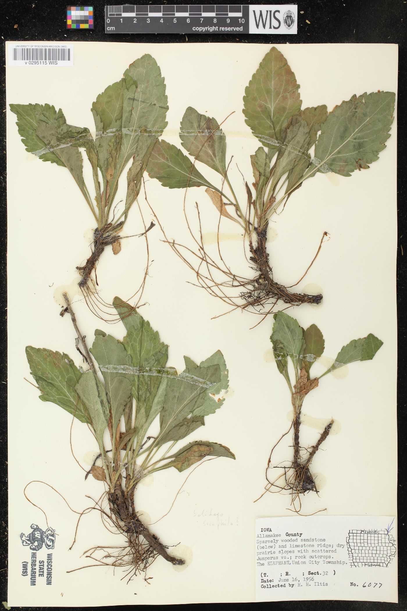 Solidago sciaphila image