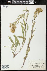 Solidago multiradiata image