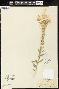 Solidago velutina image