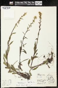 Solidago gillmanii image