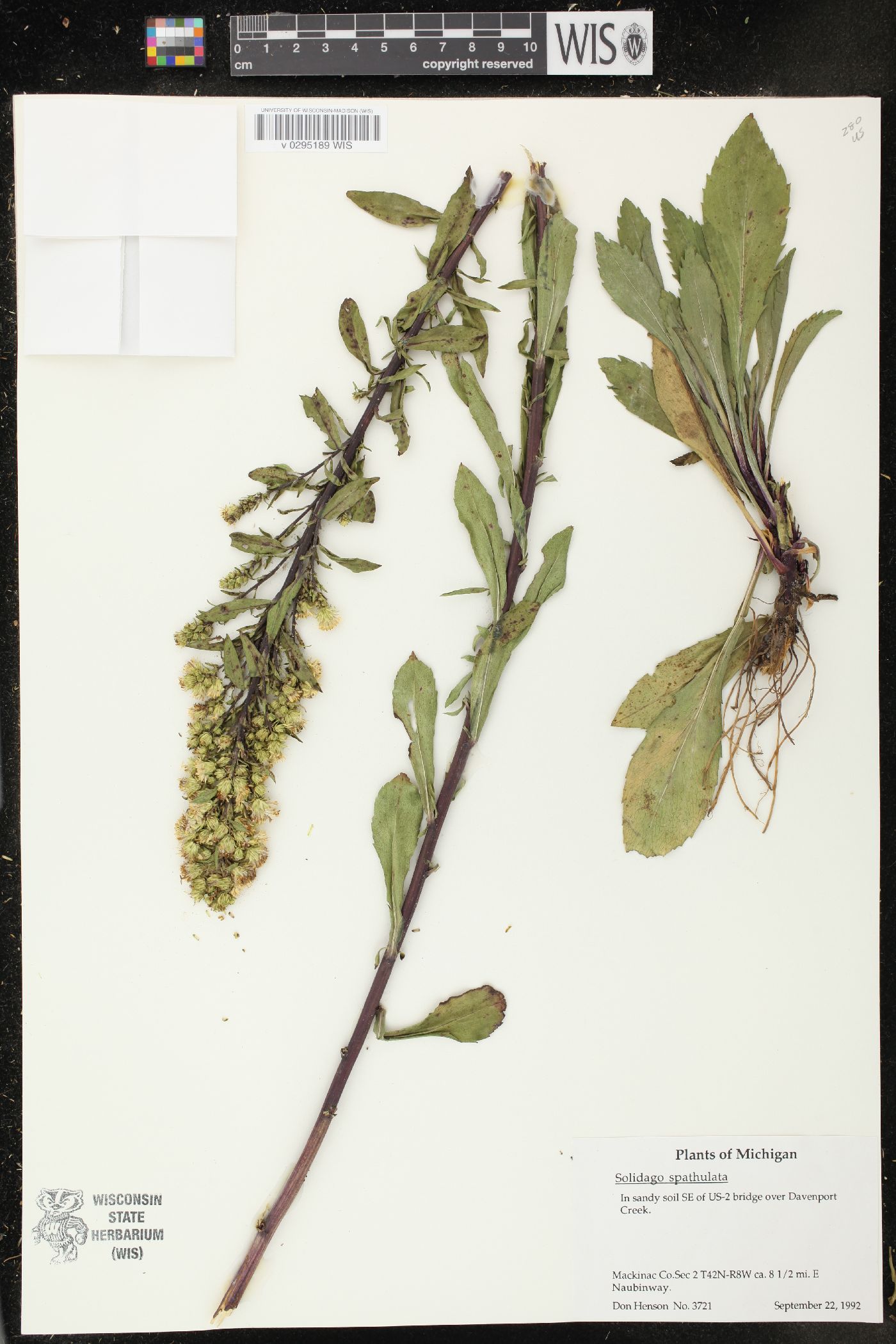 Solidago gillmanii image