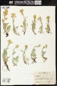 Solidago simplex subsp. simplex image