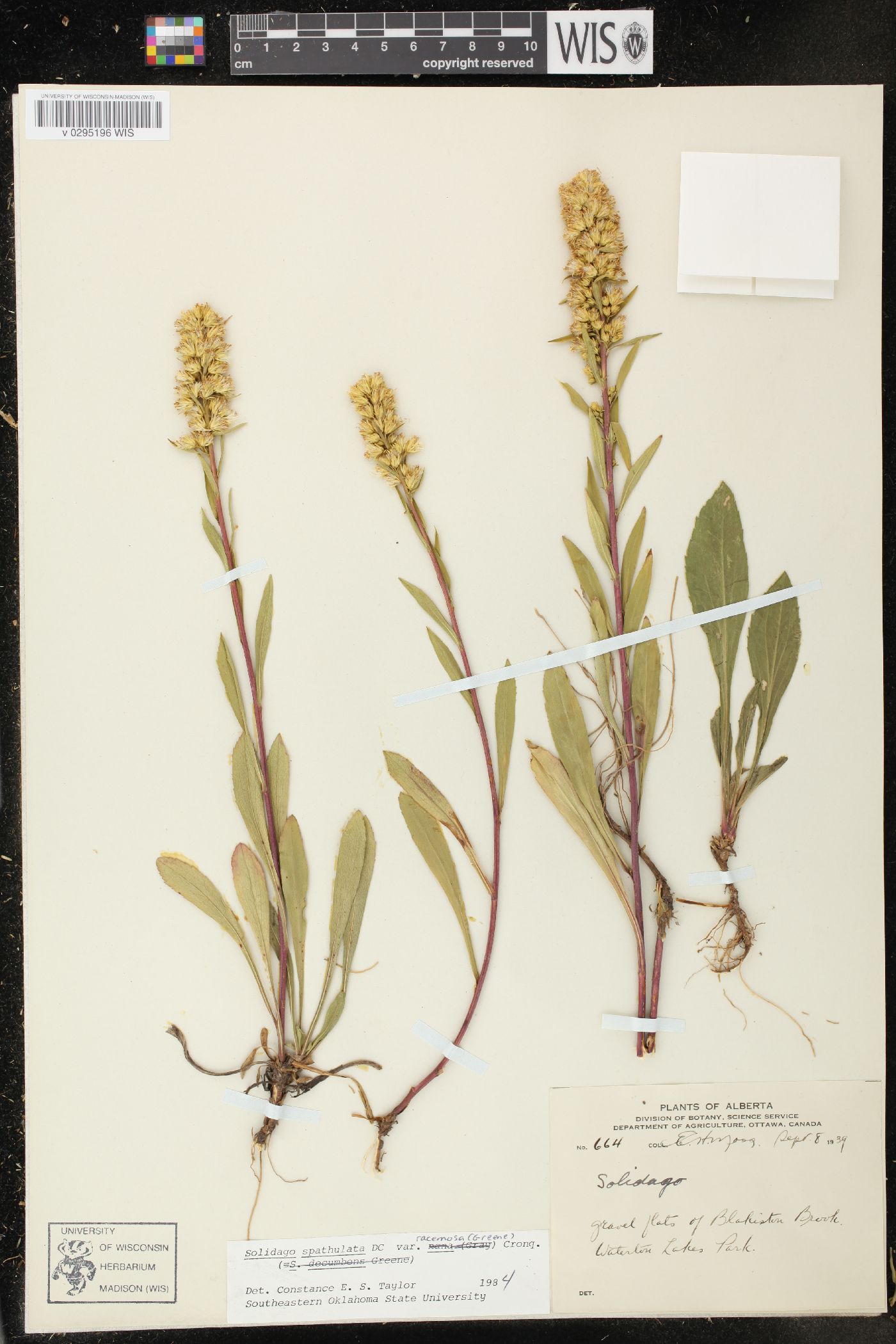Solidago racemosa image