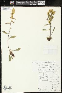 Solidago randii image