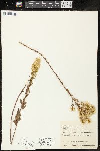 Solidago speciosa image