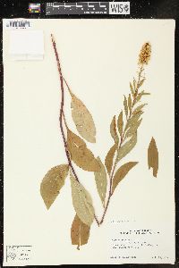 Solidago speciosa image