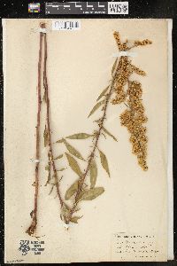 Solidago speciosa image