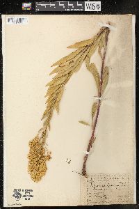 Solidago speciosa image