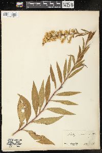 Solidago speciosa image