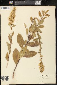 Solidago speciosa image