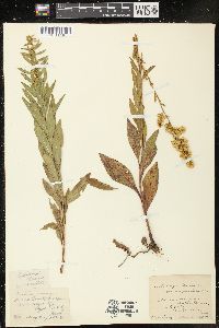 Solidago speciosa image