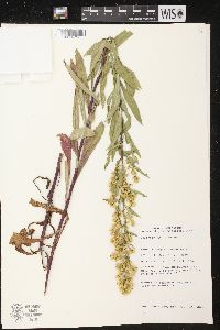 Solidago speciosa image