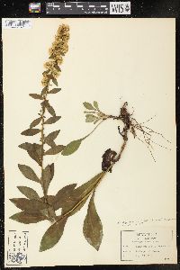 Solidago erecta image