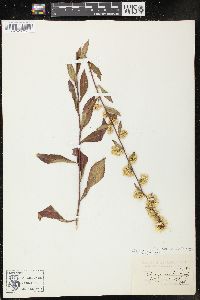 Solidago erecta image