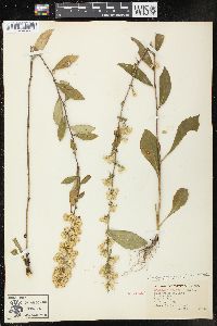 Solidago erecta image