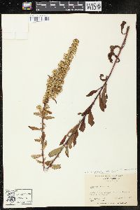 Solidago erecta image