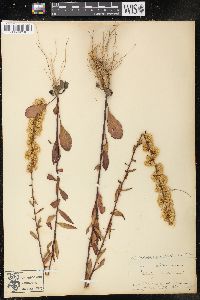 Solidago erecta image