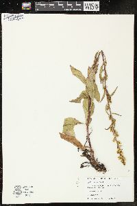 Solidago speciosa image