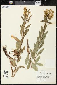 Solidago speciosa image