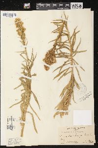 Solidago spectabilis image