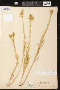 Solidago spectabilis image