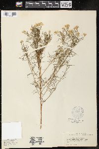 Solidago tenuifolia image