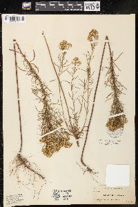 Solidago tenuifolia image