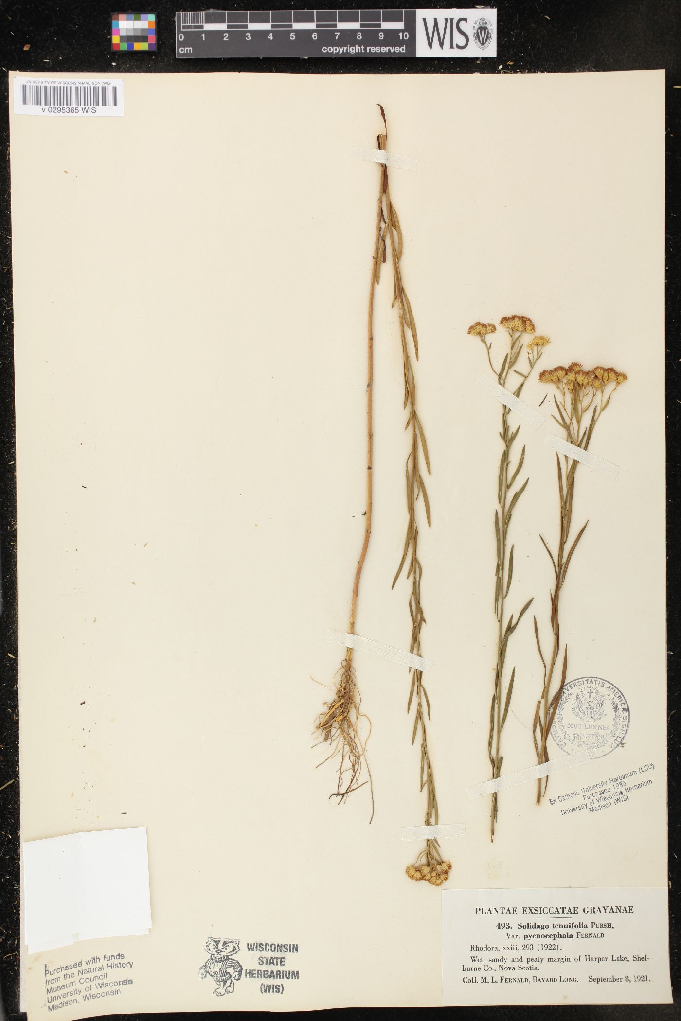 Solidago tenuifolia var. pycnocephala image