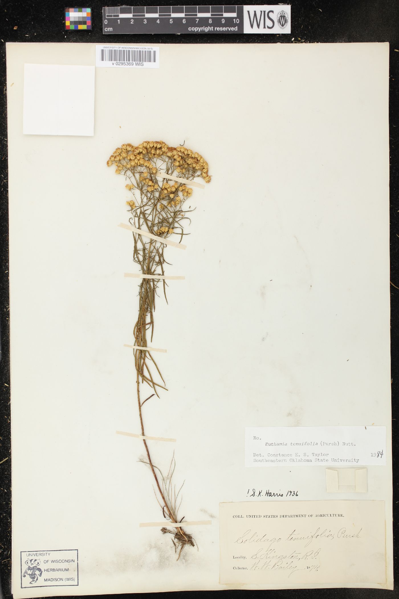 Solidago tenuifolia image