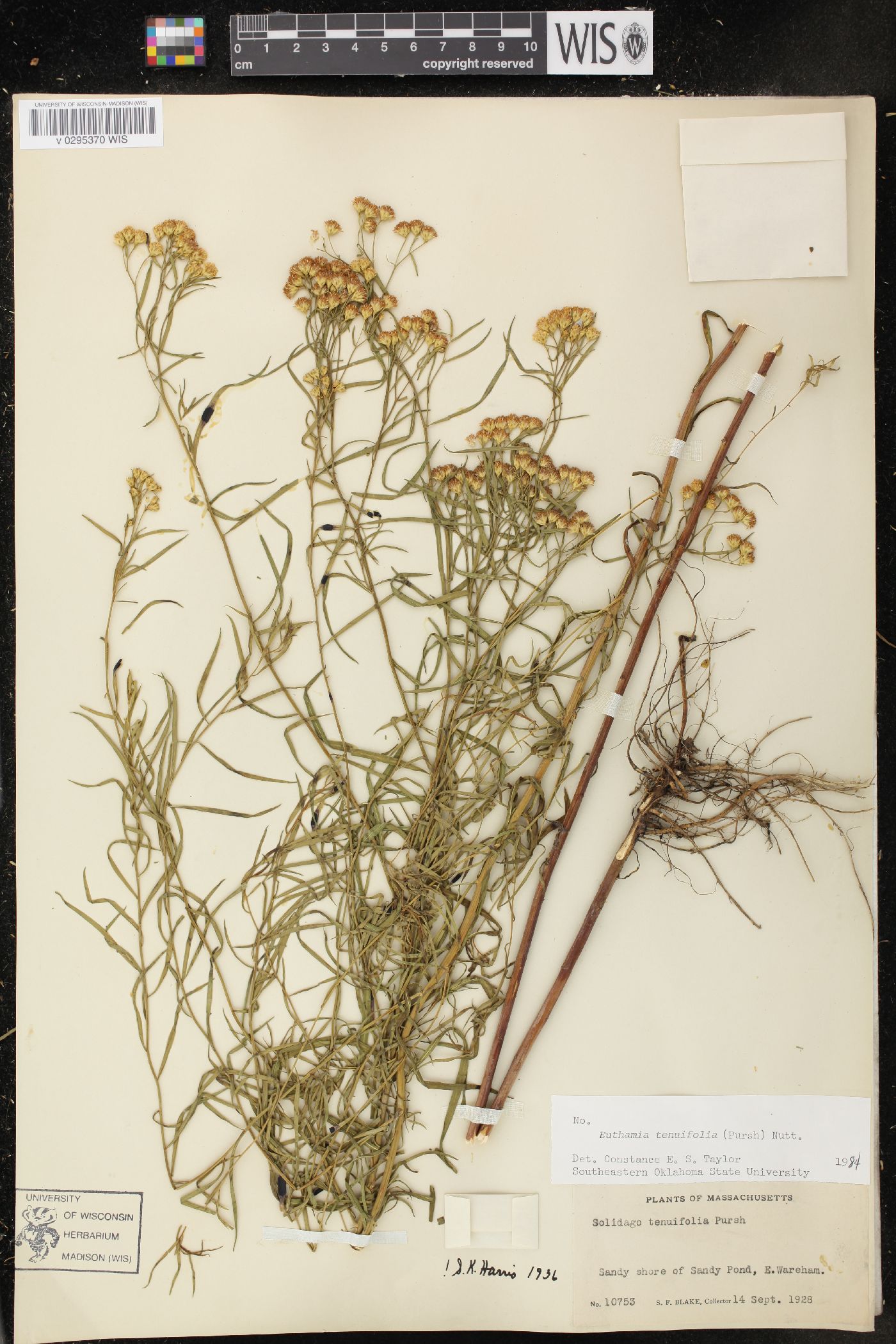 Solidago tenuifolia image