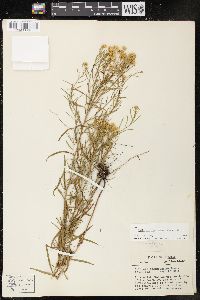 Solidago tenuifolia image