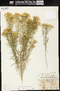 Euthamia tenuifolia image