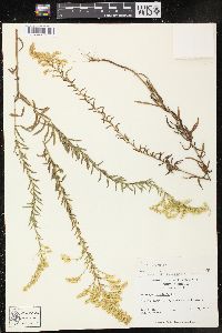 Solidago tortifolia image