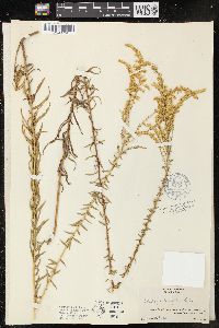 Solidago tortifolia image