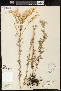 Solidago tortifolia image