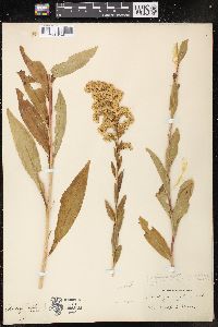 Solidago uliginosa image