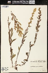 Solidago uliginosa image